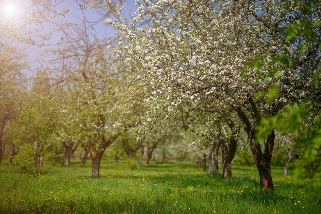 Primavera pomar, macieiras florescendo.