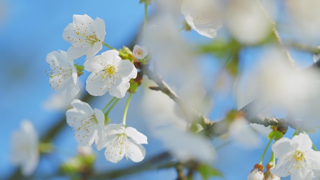 Primavera precoce prunus avium flor de cereja flor de cerejeira doce na primavera de perto