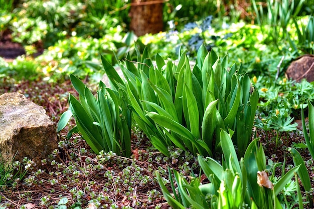 Primavera Primer plano de un plátano fresco de hoja estrecha Plantago lanceolata Una vista de altas plantas verdes frescas en un jardín con variedades de flores en un fondo borroso en primavera