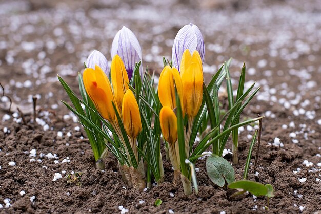 Primavera primeras flores en el suelo flora prímulas en el jardínxA