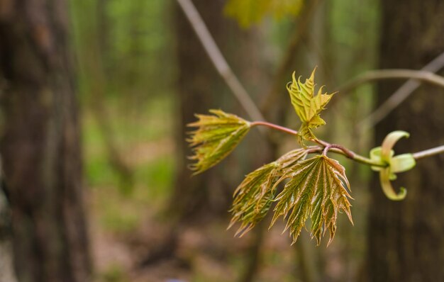 Primavera primeras hojas de arce en el bosque fondo borroso con espacio de copia Enfoque suave selectivo en una rama con hojas florecientes cuidado de la naturaleza espacio de vida ecología