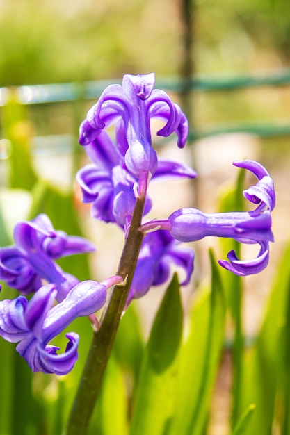 Primavera prímulas jacintos foco seletivo natureza