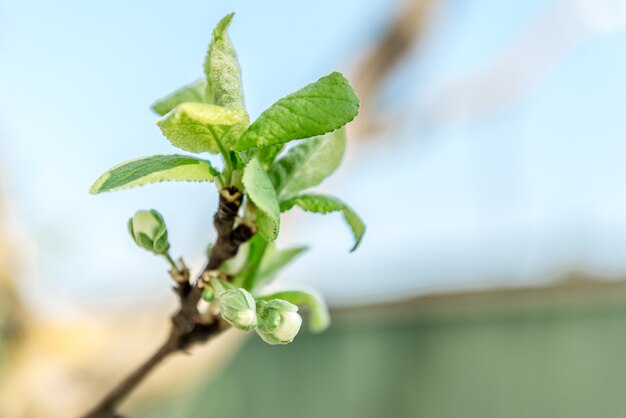 Foto primavera rama de ciruela floreciente en el jardín