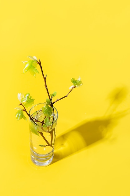 Primavera ramas de abedul verde fresco a través de agua líquida en amarillo.