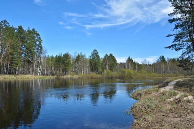 Primavera en el río del bosque