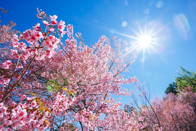 Primavera rosa flor de cerejeira em dia ensolarado céu azul com raio de sol