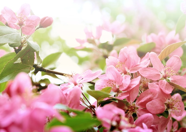 Primavera rosa flores floreció mañana