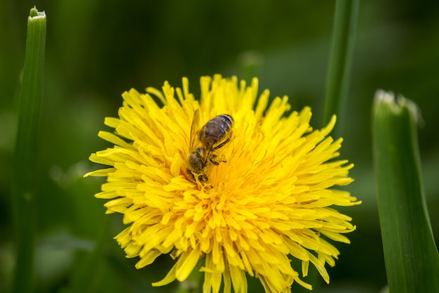 Foto primavera sola margarita flor amarilla y abeja