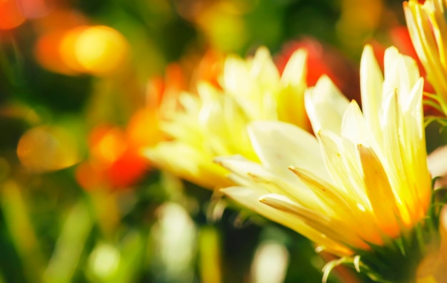 Primavera soleada o paisaje colorido brillante de verano con flores amarillas imagen borrosa