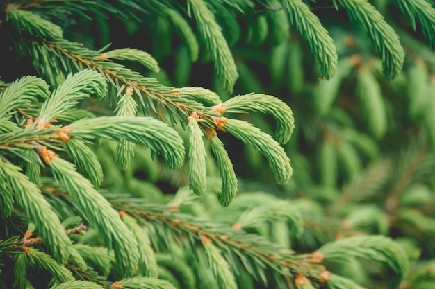 Primavera spruce galhos de árvores retrô