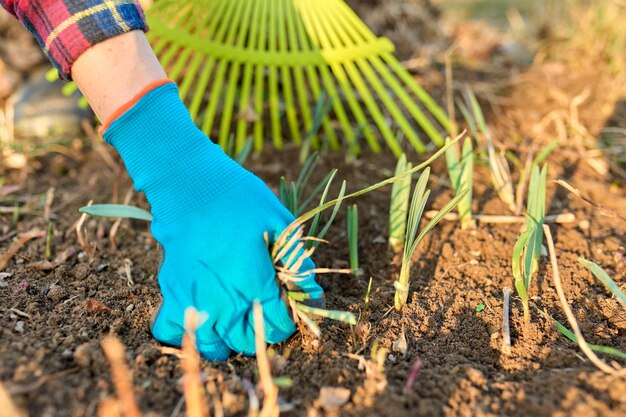 Primavera temporada jardinería rastrillo limpieza patio trasero primer plano