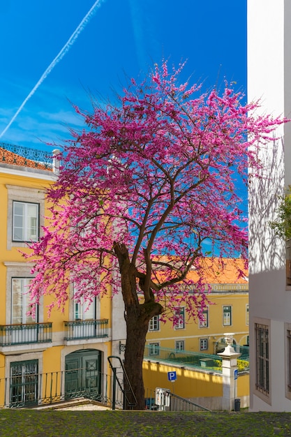 Primavera típica rua de lisboa, portugal