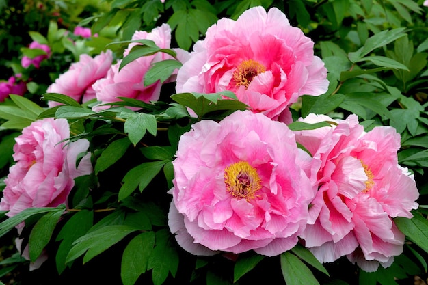 Foto la primavera en toda su gloria flores mágicamente hermosas