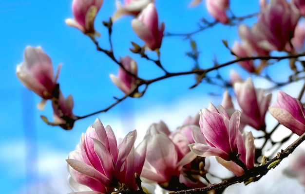 Foto la primavera en toda su gloria flores mágicamente hermosas