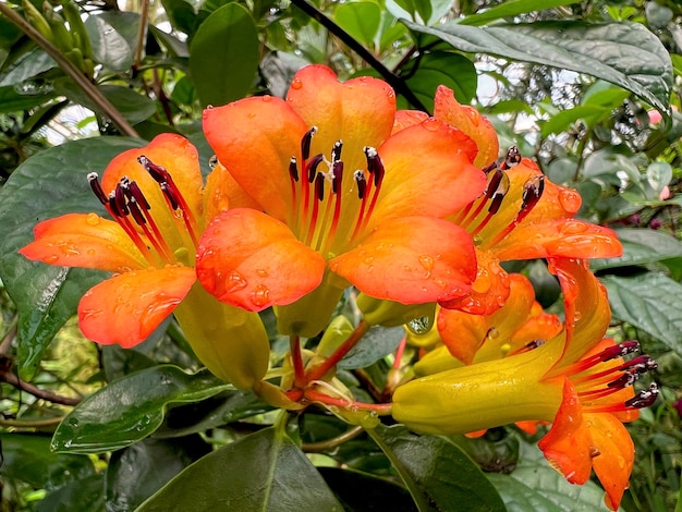 Foto la primavera en toda su gloria flores mágicamente hermosas