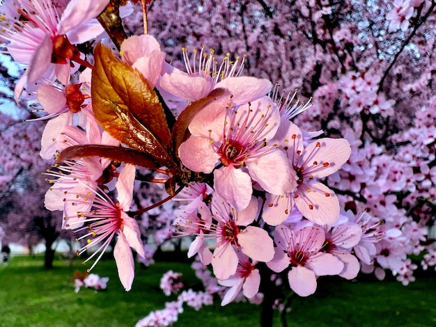 Foto la primavera en toda su gloria flores mágicamente hermosas