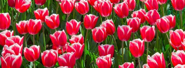 primavera de tulipanes en el campo de amsterdam