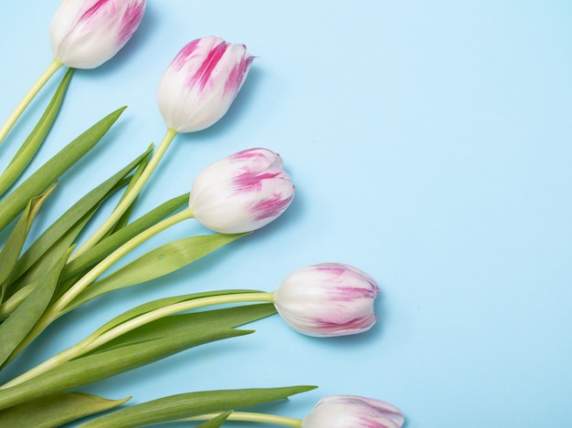Primavera tulipanes flatlay sobre fondo azul.