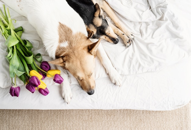 Primavera de tulipanes y perros en la cama. Lindos perros de raza mixta acostado en la cama con tulipanes