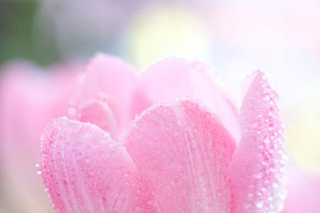 Primavera tulipas Buquê de flores frescas com gotas de água