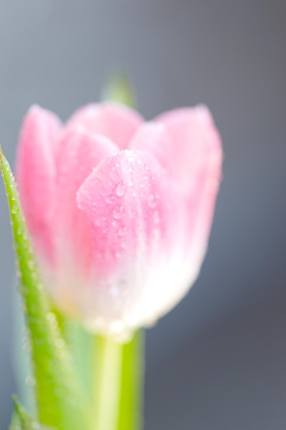 Primavera tulipas buquê de flores frescas com gotas de água