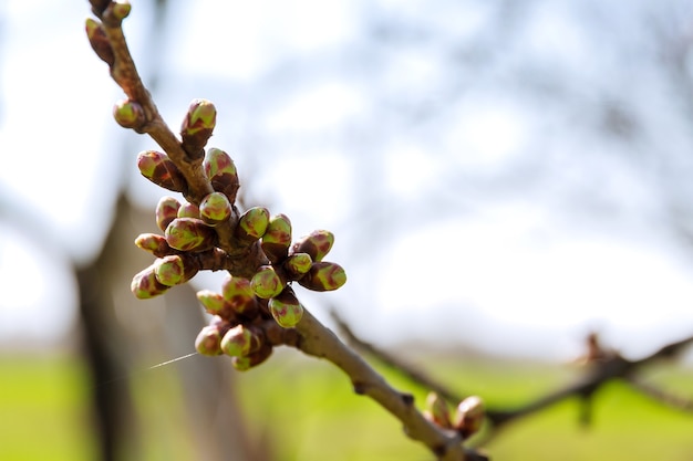 Primavera. um ramo de flores de cerejeira na primavera no jardim