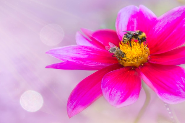 Primavera única flor de margarida e abelha Coleção de mel apicultura Copiar espaço