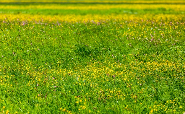 Foto primavera verano fondo-floreciente campo