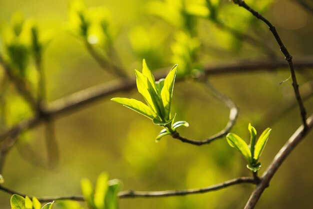 Primavera verde joven soleada deja fondo ecológico natural