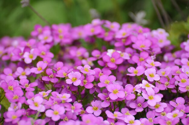 Primavera violete flores en Fulda Hessen Alemania