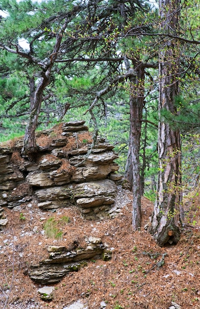 Primavera Vista de la ladera de la montaña Aj-Petri (Crimea, Ucrania)