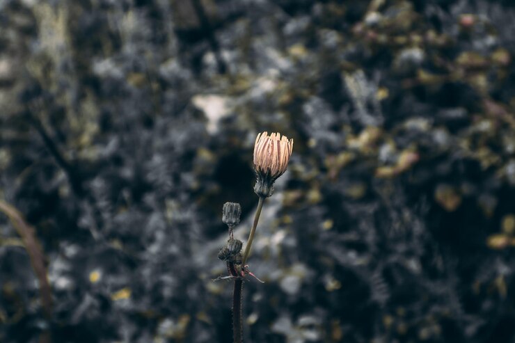 Foto primavera
