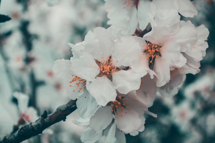 Foto primavera