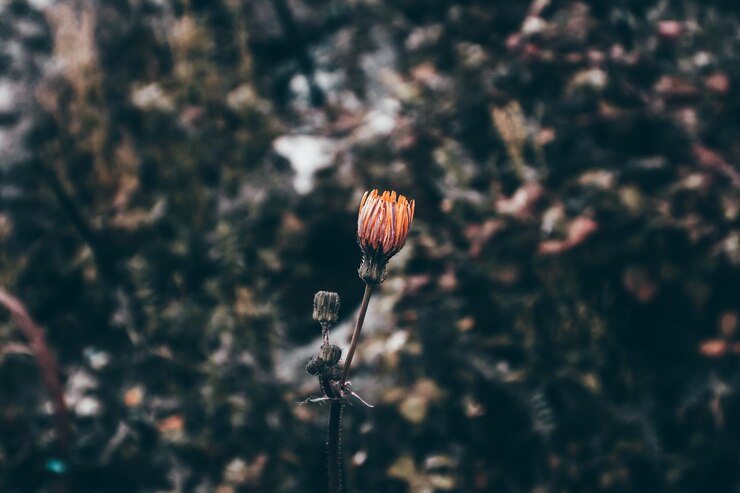 Foto primavera