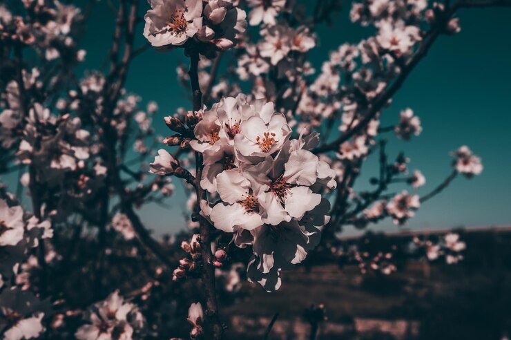 Foto primavera