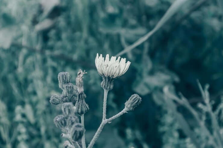 Foto primavera