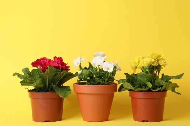 Foto primaveras y pensamientos en macetas en amarillo, espacio para texto