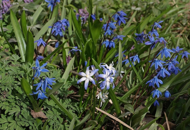 Primeira flor da primavera flor azul Chionodoxa