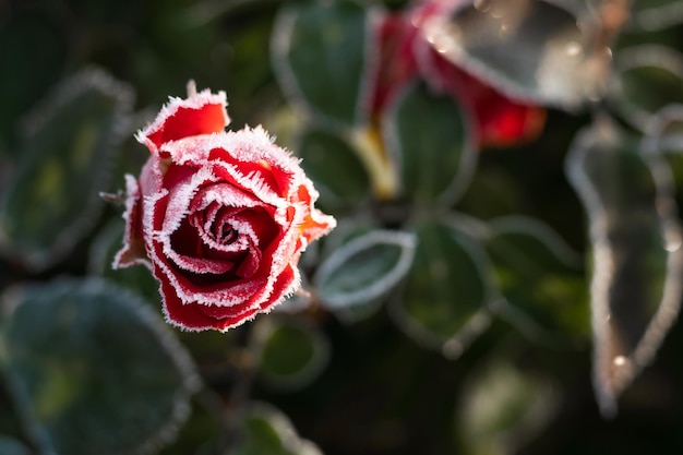 Primeira geada do outono Bush com rosa florescente cor de vinho coberta de geada branca Início da natureza do inverno adormece