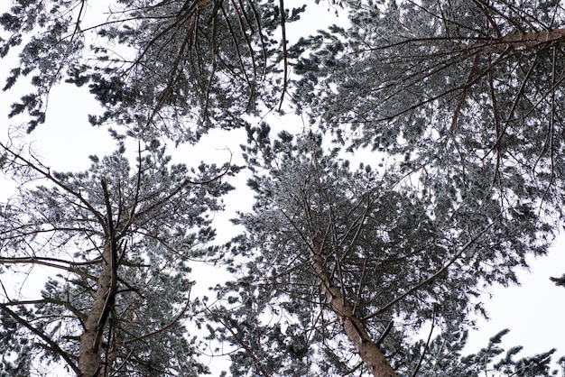 primeira neve caiu na floresta de pinheiros.