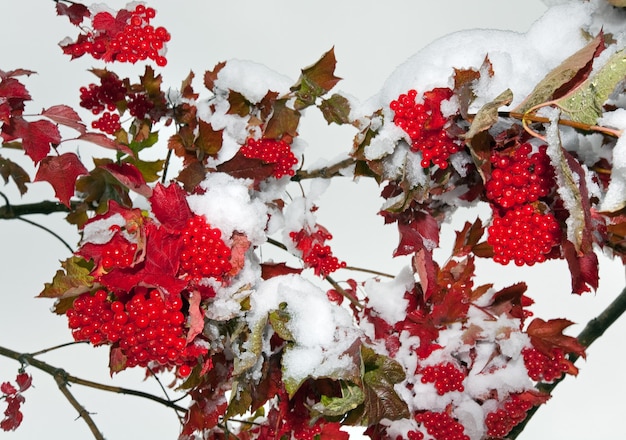 Primeira neve de outono no arbusto de viburnum com ramos de berryes vermelhas.