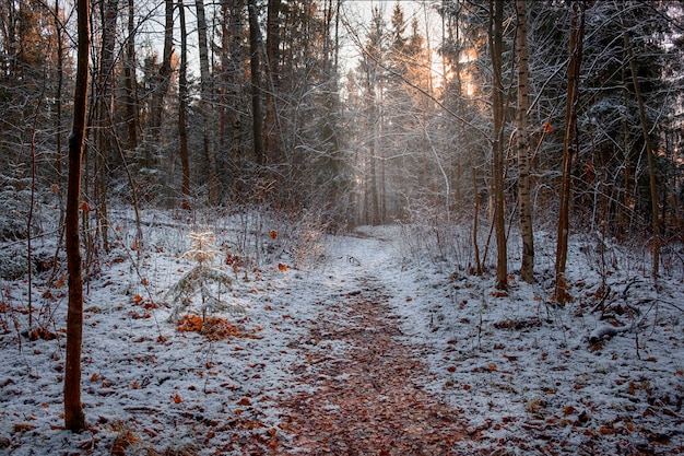 Primeira neve e geada na floresta de outono