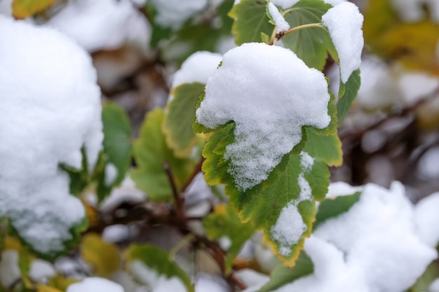 primeira neve em folhas verdes de plantas em um parque da cidade perto de edifícios residenciais