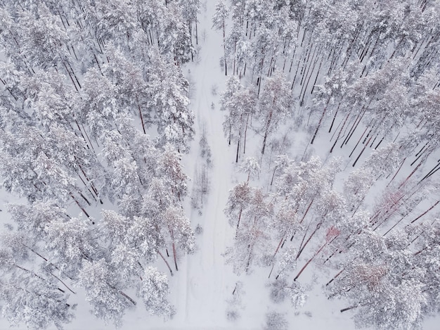 Primeira neve na floresta de abetos Dirigindo na floresta após a queda de neve vista aérea do drone Estrada da floresta nevada Pinheiros como pano de fundo Paisagem de inverno do ar Fundo da floresta natural