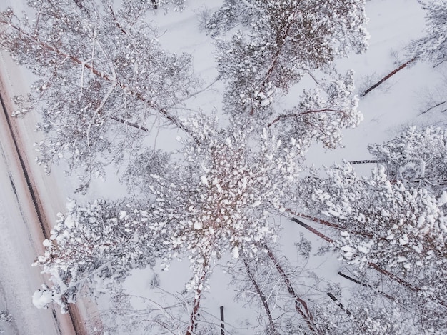 Foto primeira neve na floresta de abetos dirigindo na floresta após a queda de neve vista aérea do drone estrada da floresta nevada pinheiros como pano de fundo paisagem de inverno do ar fundo da floresta natural