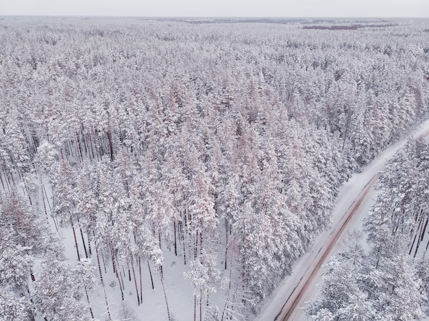 Primeira neve na floresta de abetos dirigindo na floresta após a queda de neve vista aérea do drone estrada da floresta nevada pinheiros como pano de fundo paisagem de inverno do ar fundo da floresta natural