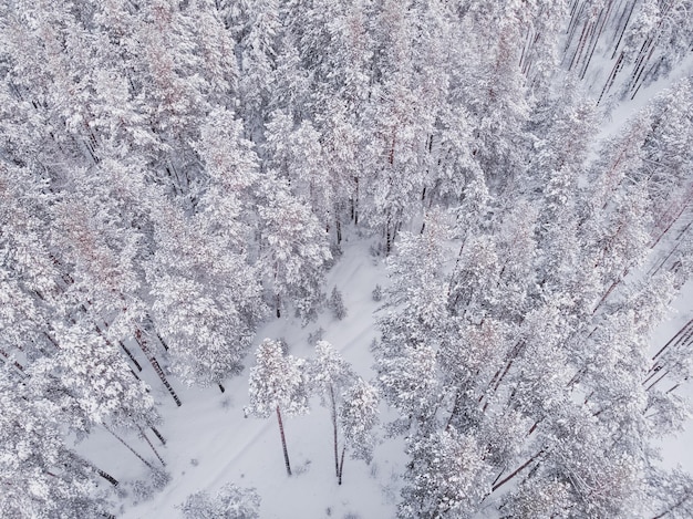 Foto primeira neve na floresta de abetos dirigindo na floresta após a queda de neve vista aérea do drone estrada da floresta nevada pinheiros como pano de fundo paisagem de inverno do ar fundo da floresta natural