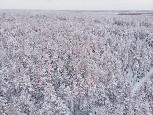 Foto primeira neve na floresta de abetos dirigindo na floresta após a queda de neve vista aérea do drone estrada da floresta nevada pinheiros como pano de fundo paisagem de inverno do ar fundo da floresta natural
