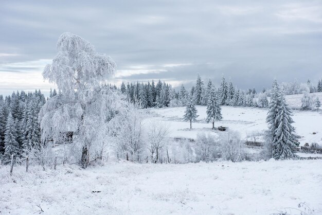 Primeira neve na floresta