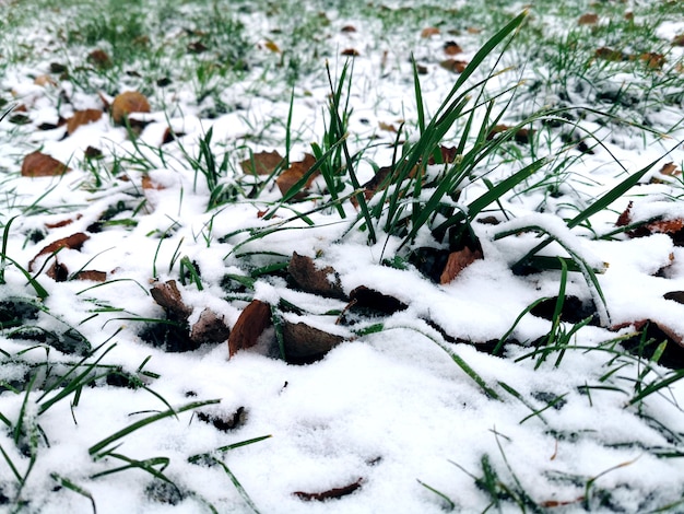 Primeira neve nas folhas de outono e grama verde